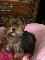 Buttercup, a male Yorkshire Terrier and Shichon for sale in Colorado Springs, CO – 1 of 3
