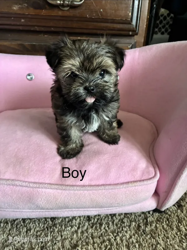 Teddy – Yorkshire Terrier, Shichon puppy on hold in Colorado Springs, CO