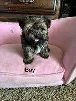 Teddy, a male Yorkshire Terrier and Shichon for sale in Colorado Springs, CO – 1 of 1