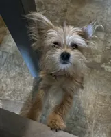 Lady, a female Yorkshire Terrier and Shichon for sale in Colorado Springs, CO – 4 of 4