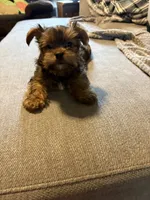 Buttercup, a male Yorkshire Terrier and Shichon for sale in Colorado Springs, CO – 3 of 3