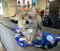 Lady, a female Yorkshire Terrier and Shichon for sale in Colorado Springs, CO – 2 of 4