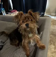 Buttercup, a male Yorkshire Terrier and Shichon for sale in Colorado Springs, CO – 2 of 3