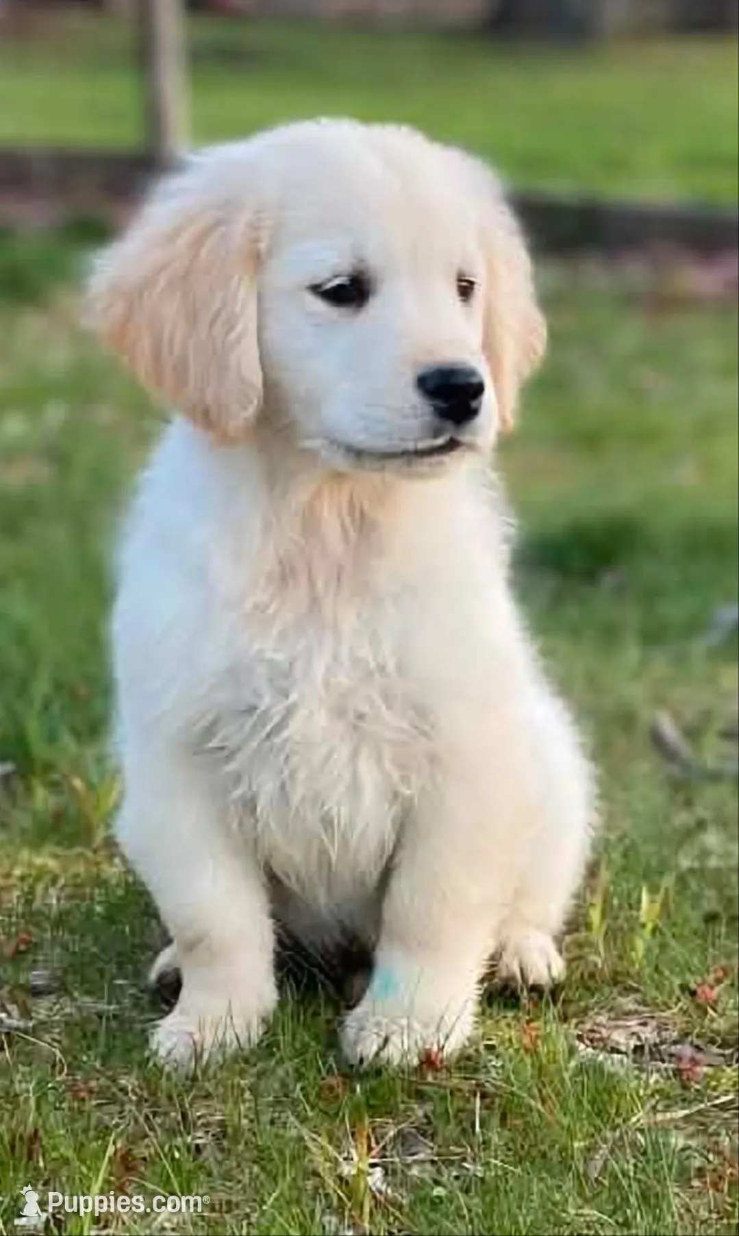 Colby (361), a male English Cream Golden Retriever for sale in Monmouth, ME – 3 of 4