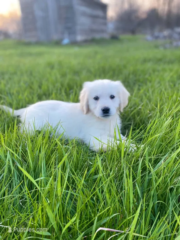 Mason(362) – English Cream Golden Retriever puppy for sale in Monmouth, ME