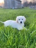 Mason(362), a male English Cream Golden Retriever for sale in Monmouth, ME – 1 of 3