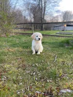 Colby (361), a male English Cream Golden Retriever for sale in Monmouth, ME – 4 of 4