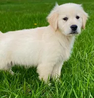 Gunner (360), a male English Cream Golden Retriever for sale in Monmouth, ME – 4 of 4