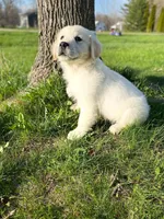 Gunner (360), a male English Cream Golden Retriever for sale in Monmouth, ME – 3 of 4