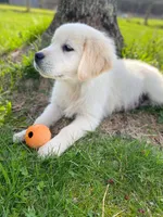 Gunner (360), a male English Cream Golden Retriever for sale in Monmouth, ME – 1 of 4
