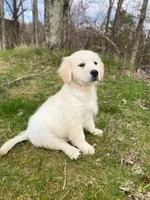 Gunner (360), a male English Cream Golden Retriever for sale in Monmouth, ME – 2 of 4