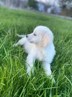 Mason(362), a male English Cream Golden Retriever for sale in Monmouth, ME – 2 of 3
