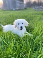 Mason(362), a male English Cream Golden Retriever for sale in Monmouth, ME – 3 of 3
