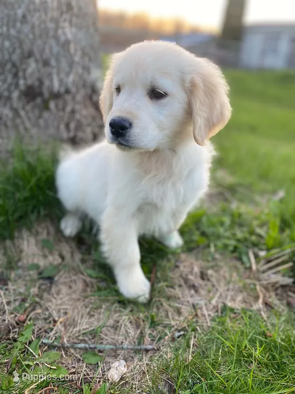 Colby (361) – English Cream Golden Retriever puppy for sale in Monmouth, ME