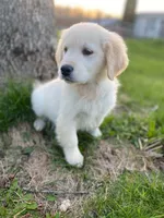 Colby (361), a male English Cream Golden Retriever for sale in Monmouth, ME – 1 of 4