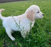 Colby (361), a male English Cream Golden Retriever for sale in Monmouth, ME – 2 of 4