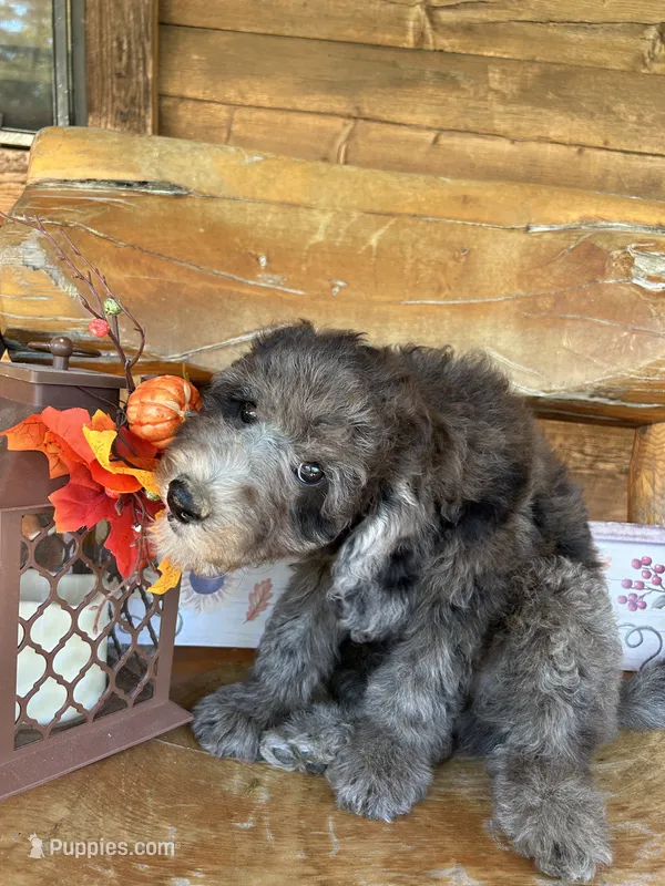 Chip – Poodle - Miniature  puppy for sale in Ringold, OK