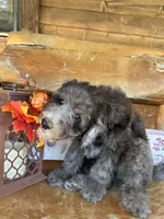 Chip, a male Poodle - Miniature  for sale in Ringold, OK – 1 of 3
