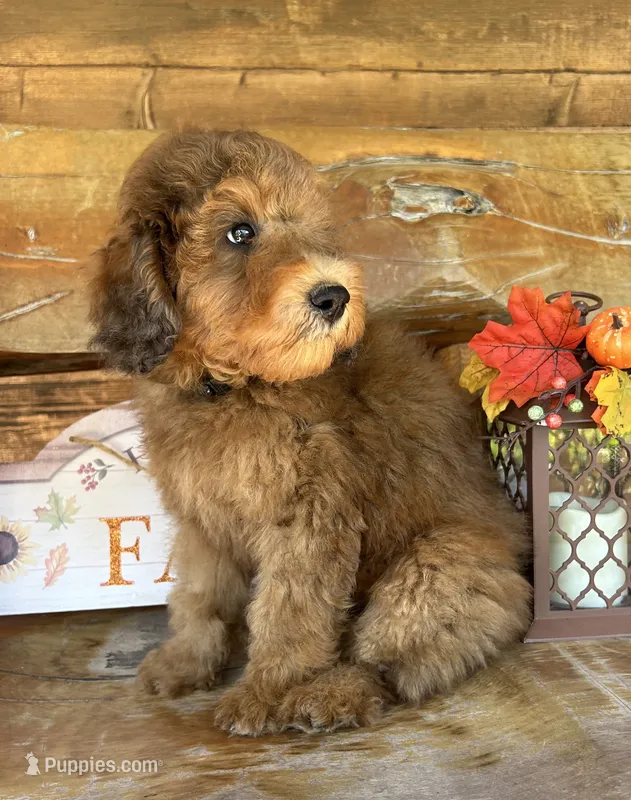 Charlie – Poodle - Miniature  puppy for sale in Ringold, OK