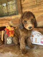 Sammy, a male Poodle - Miniature  for sale in Ringold, OK – 3 of 3