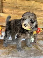 Rex, a male Poodle - Miniature  for sale in Ringold, OK – 2 of 3