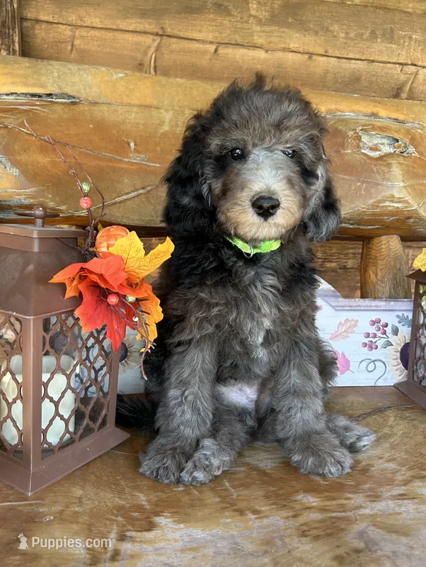 Rex – Poodle - Miniature  puppy for sale in Ringold, OK