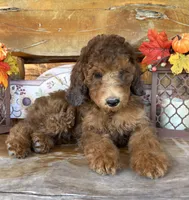 Sammy, a male Poodle - Miniature  for sale in Ringold, OK – 1 of 3