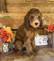 Sammy, a male Poodle - Miniature  for sale in Ringold, OK – 2 of 3