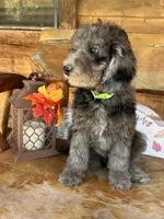 Rex, a male Poodle - Miniature  for sale in Ringold, OK – 3 of 3