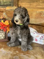 Chip, a male Poodle - Miniature  for sale in Ringold, OK – 2 of 3