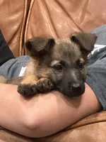 Oakley , a female German Shepherd Dog and Dutch Shepherd for sale in Bakersfield, CA – 3 of 6