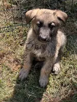 Freddy, a male German Shepherd Dog and Dutch Shepherd for sale in Bakersfield, CA – 5 of 6