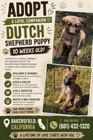 Freddy, a male German Shepherd Dog and Dutch Shepherd for sale in Bakersfield, CA – 6 of 6