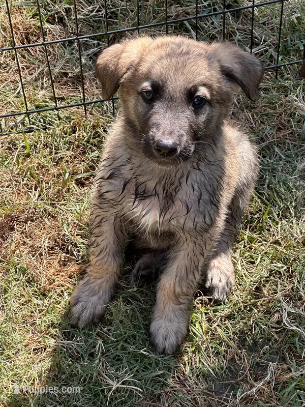 Freddy – German Shepherd Dog, Dutch Shepherd puppy for sale in Bakersfield, CA