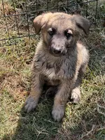 Freddy, a male German Shepherd Dog and Dutch Shepherd for sale in Bakersfield, CA – 1 of 6