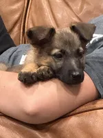 Oakley , a female German Shepherd Dog and Dutch Shepherd for sale in Bakersfield, CA – 2 of 6