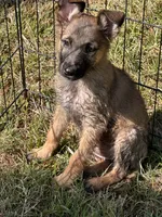 Oakley , a female German Shepherd Dog and Dutch Shepherd for sale in Bakersfield, CA – 5 of 6