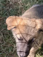 Freddy, a male German Shepherd Dog and Dutch Shepherd for sale in Bakersfield, CA – 2 of 6