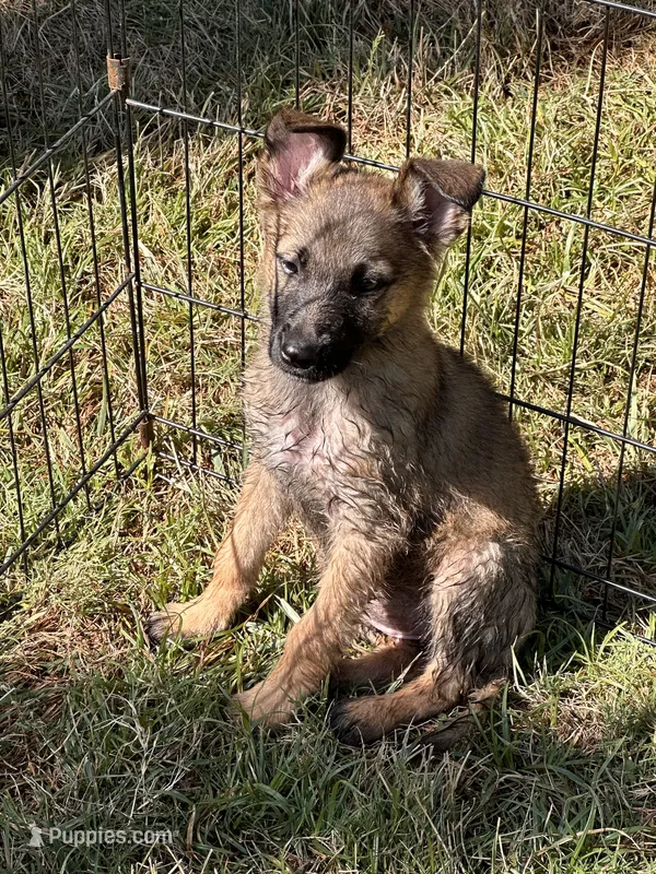 Oakley  – German Shepherd Dog, Dutch Shepherd puppy for sale in Bakersfield, CA