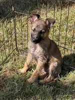 Oakley , a female German Shepherd Dog and Dutch Shepherd for sale in Bakersfield, CA – 1 of 6