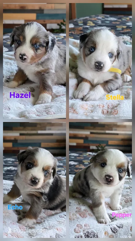 Willow's Litter 07/06 – Miniature American Shepherd puppy for sale in Temple, TX