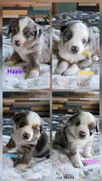 Willow's Litter 07/06, a  Miniature American Shepherd for sale in Temple, TX – 1 of 5