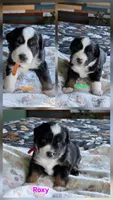 Willow's Litter 07/06, a  Miniature American Shepherd for sale in Temple, TX – 3 of 5