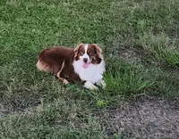Willow's Litter 07/06, a  Miniature American Shepherd for sale in Temple, TX – 5 of 5