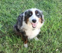 Willow's Litter 07/06, a  Miniature American Shepherd for sale in Temple, TX – 4 of 5