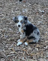 Echo, a female Miniature Australian Shepherd for sale in Temple, TX – Photo 3 of 10