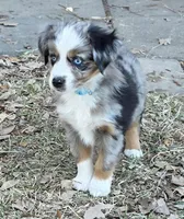 Echo, a female Miniature Australian Shepherd for sale in Temple, TX – Photo 1 of 10