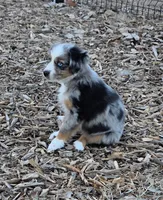 Echo, a female Miniature Australian Shepherd for sale in Temple, TX – Photo 5 of 10