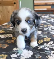 Echo, a female Miniature Australian Shepherd for sale in Temple, TX – Photo 6 of 10