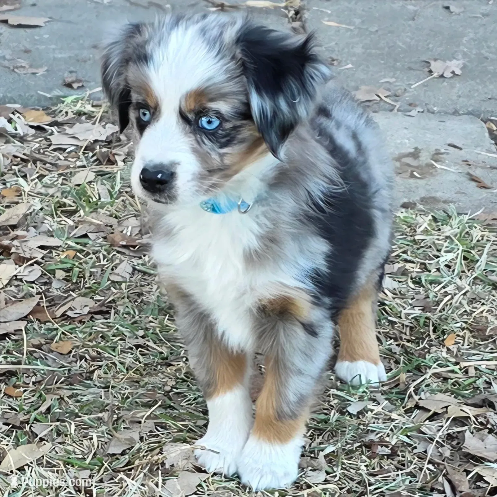 Echo, a female Miniature Australian Shepherd for sale in Temple, TX – Photo 10 of 10